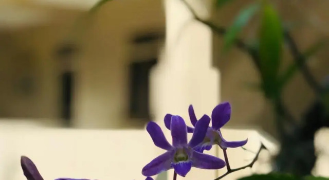 Nilupul Gardens