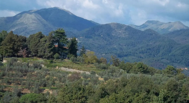 Caddelovi
