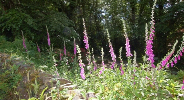 Foxgloves, Buchen Sie Hotel Plymouth 