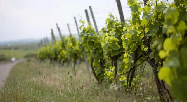 Weingut Schilling, Забронировать Отель Отели Нижней Франкония с парковкой, Парковка