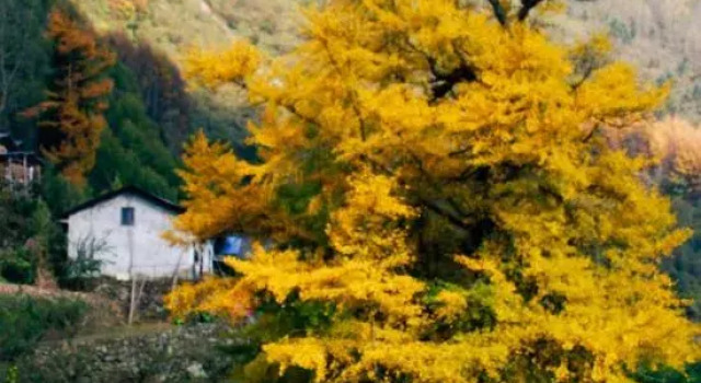 Tranquil Maple Residence Embracing Nature View Resort, Varaa Lomakeskus Bijie Guizhou