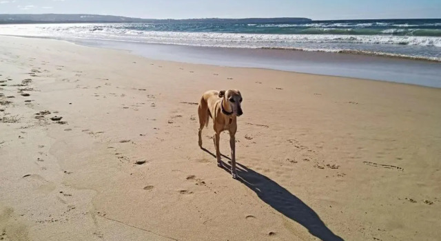 Семейный номер Standard с видом на озеро Beachcomber - Pet Friendly