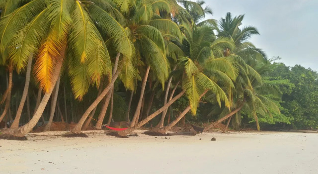 Sangri Las Beach Resort-Havelock Island, Rezerwuj Hotel Hotele w Andaman Islands ze śniadaniem, Śniadanie