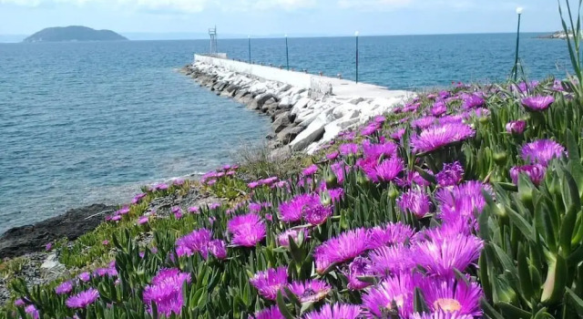 Welcome To Hotel Petunia, In Neos-marmaras,xalkidiki ,greece Twin Room 2
