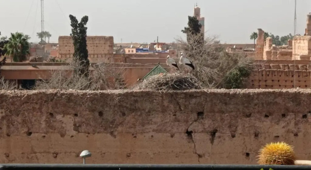 Stork Marrakech Luxury Hostel, Buchen Sie Hostel Hotels in Marrakech-Safi mit Parkplatz, Parkplätze