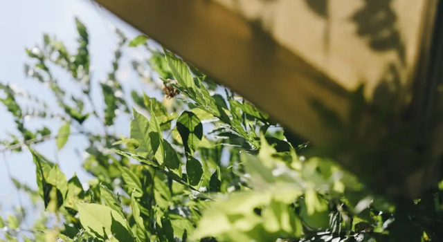 Двухместный номер Standard Monet Garden Coffee Farm