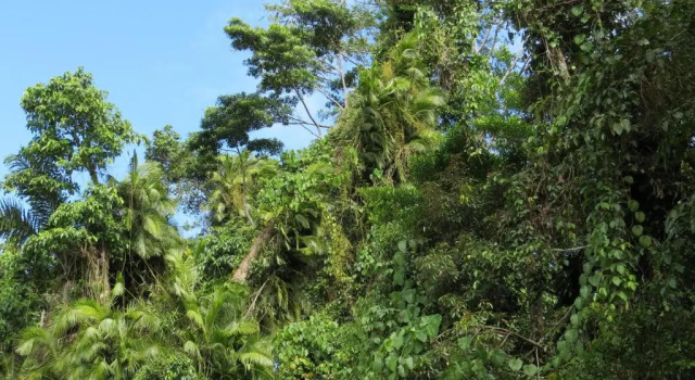 Двухместный номер Standard Daintree Rainforest Retreat