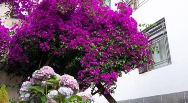 Know the summer. Li Garden Light Luxury Inn (Dayan Ancient City Center Branch)