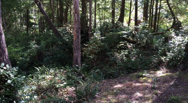 Reef Point Forest Suite, Забронировать Отель Отели Уклуэлет 3 звезды, рядом с Huu-Mees-Ma-As Native Art Gallery, 3*
