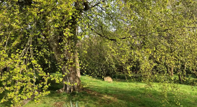 The Annexe, Tregoose House