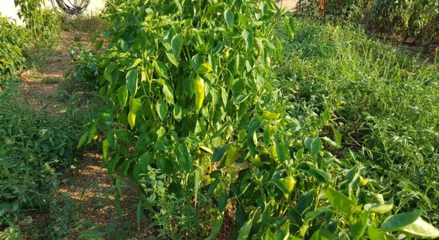 Mökki Finca Sa Cova de Mallorca