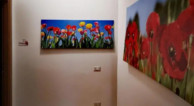 Fiori E Colori