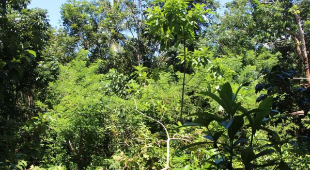 Tree House-Midigama
