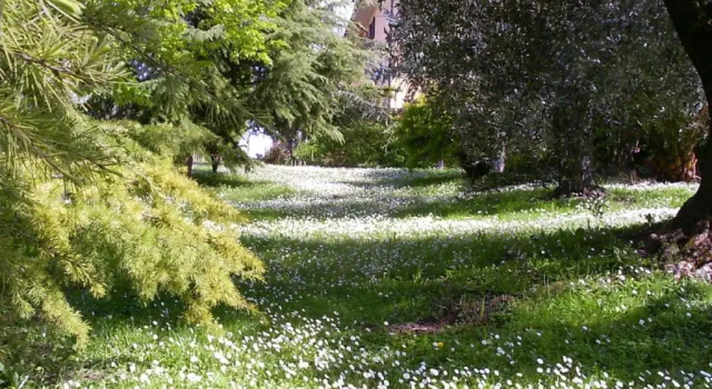 La Vecchia Quercia