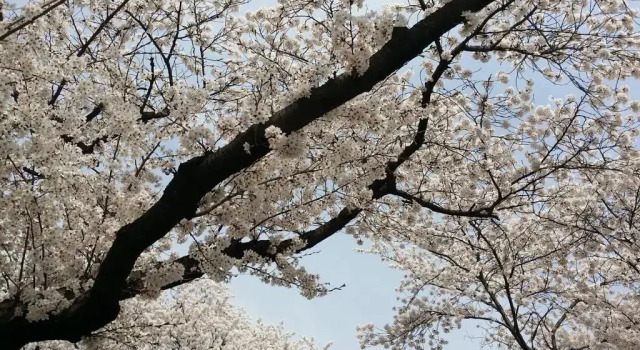 Двухместный номер Standard Gyeongju Bellus Rose Pension