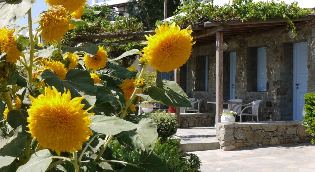 Panormos Village Hotel, Забронировать Отель Отели Панормос-Миконоса с завтраком, рядом с пляж Агиос Состис, Завтраки