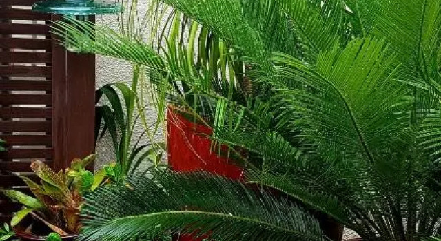 Central Oasis