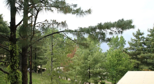Номер Deluxe Chinar Family Resort