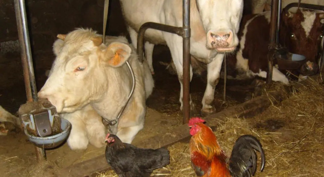 Коттедж с 6 комнатами Ferme Hurlet