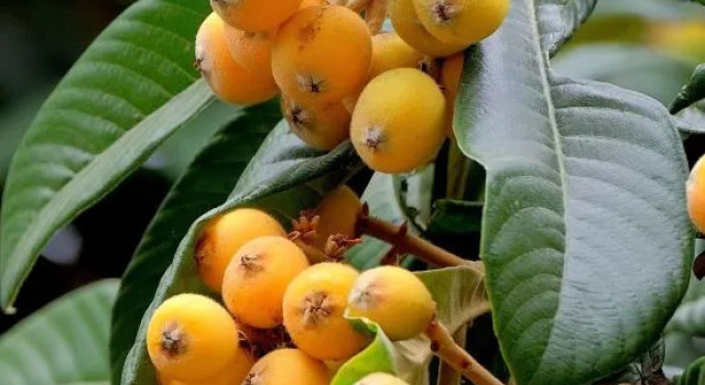 Loquat tree hostel, Prenota Ostello Hotel a Huzhou con parcheggio, Parcheggio