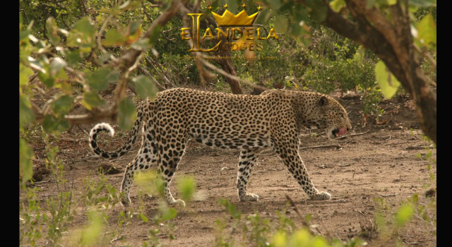 Elandela Private Game Reserve & Luxury Lodge, Prenota Casa vacanze Hoedspruit 