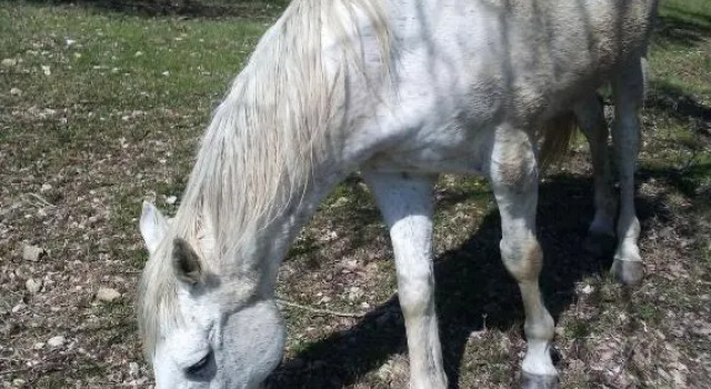 Апартаменты Magrignano tra animali e natura