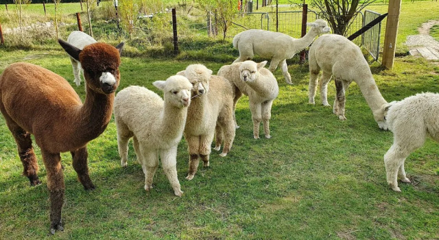 Номер Standard с балконом Dartmoor Reach Alpaca Farm