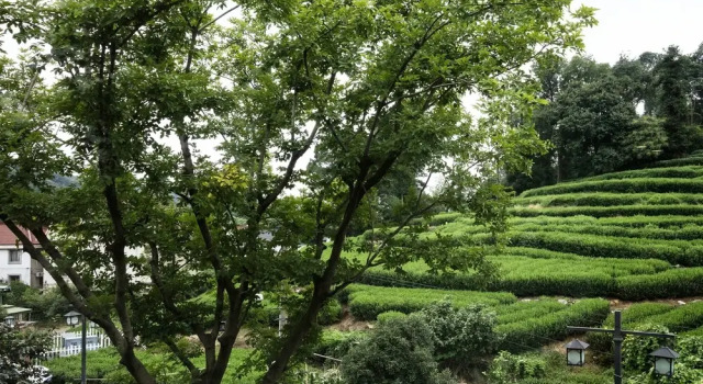 Двухместный номер Standard Floral Hotel Hangzhou Yunqi Fanjinglan