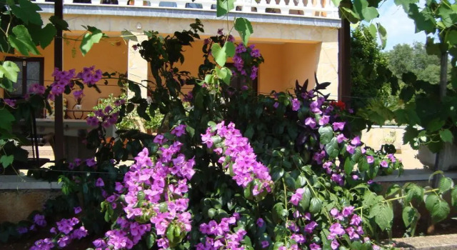 Apartments Alice Green Oasis -