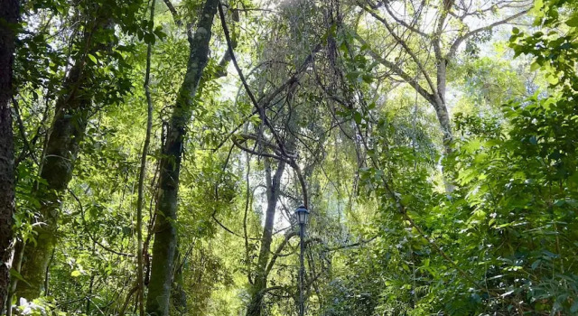 Шестиместный номер Standard Rainforest Hotel & Cabañas