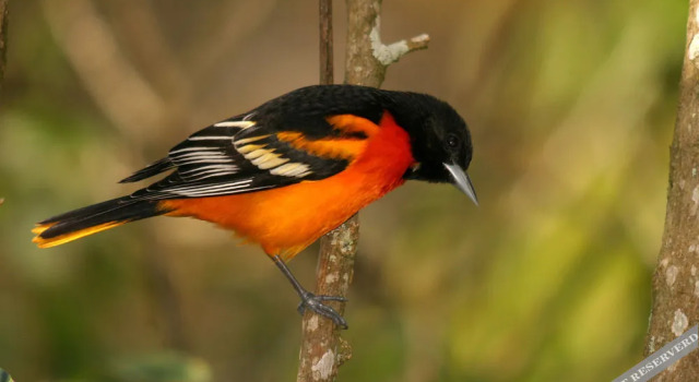 Yatama Rainforest Ecolodge, Book Hotel Las Horquetas Heredia