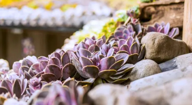 TaiShidi Think House garden, Забронировать Отель Лицзян Юньнань, рядом с Улица Сквер-стрит Древнего города Даянь