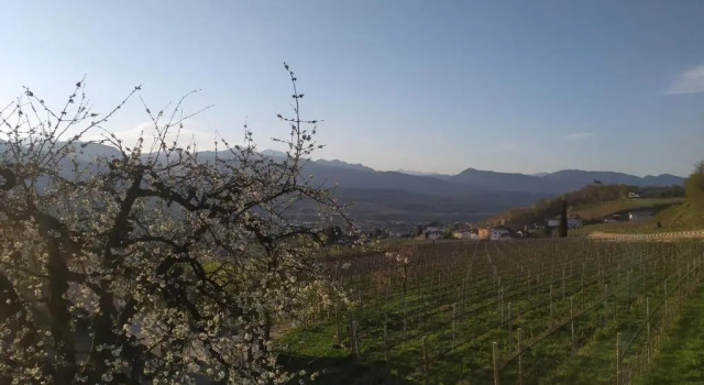 Апартаменты с 2 комнатами Weingut Lahn zu Eppan