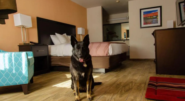 Номер Standard Cottage Grove Inn