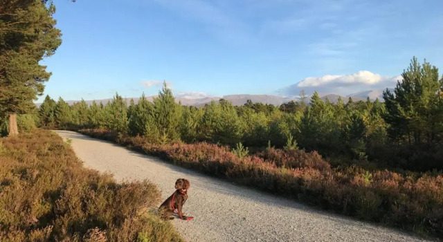 Коттедж The Green Lodge Aviemore