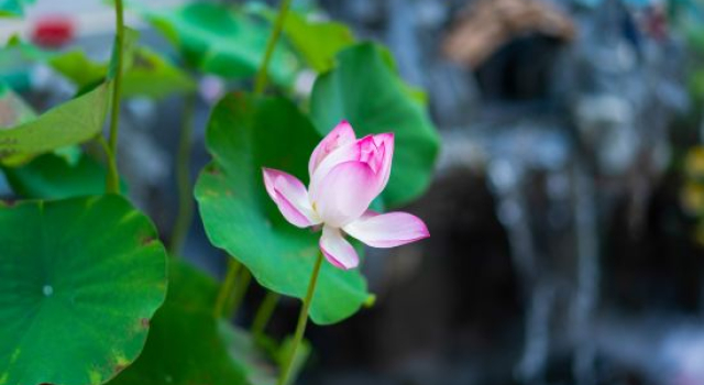 Huayuxiangting·logcabin Designer Holiday Home (Wuyuan Baoyu Tower Branch), Rezerwuj Hotel Shangrao Jiangxi