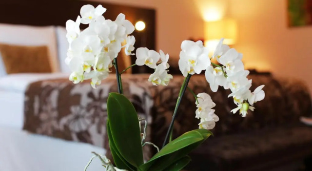 Номер Superior Hotel Zochova Chata
