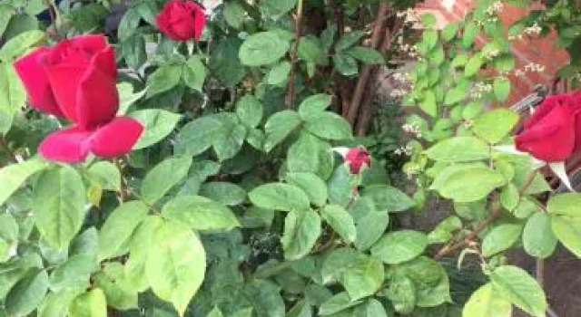Guesthouse on Zelenaya 7