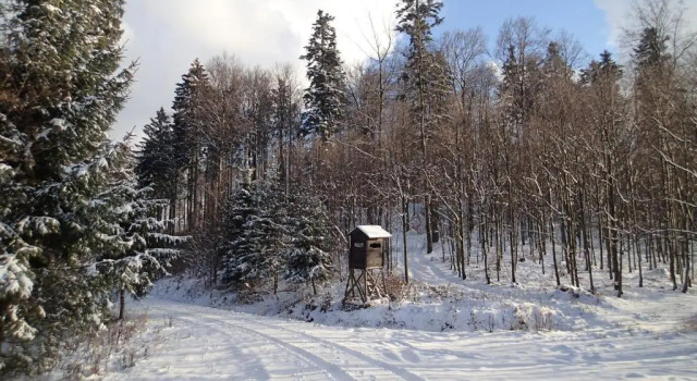Номер Standard Pension Fortuna