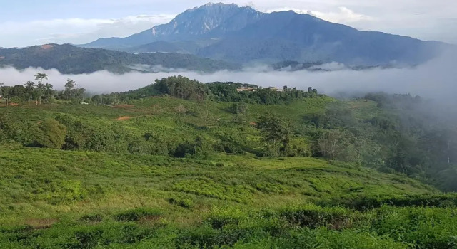 Бунгало Sabah Tea Resort
