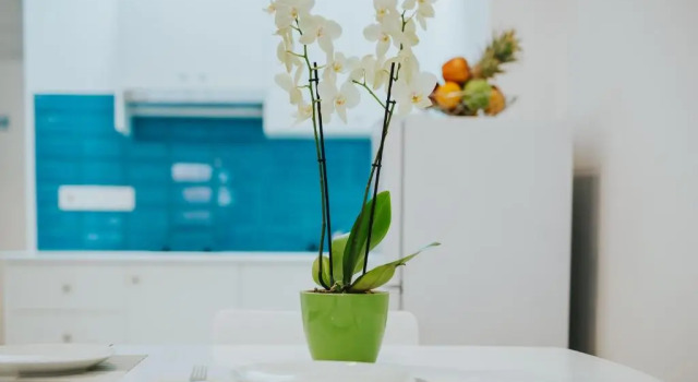 Stephanie Studios