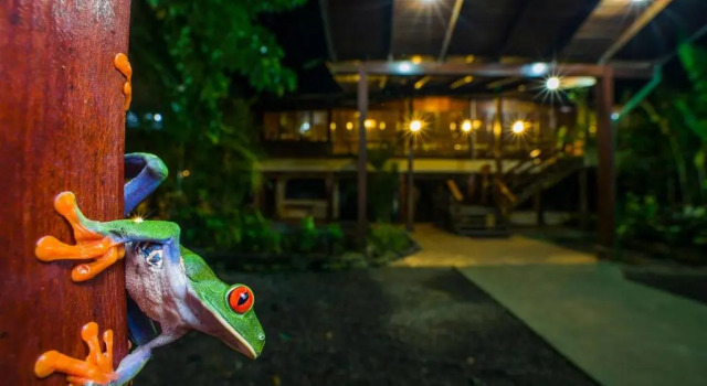Номер Standard Selva Verde Lodge