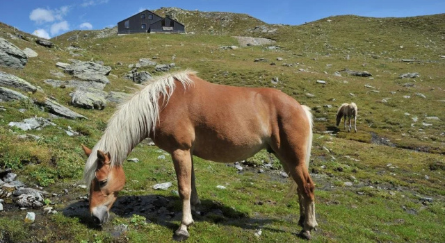 Rifugio Grand Tournalin, Забронировать Отель Отели Шамполюк 3 звезды, 3*