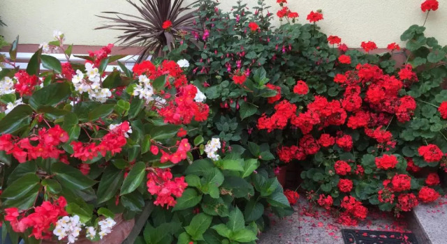 Апартаменты Gîte FLEUR DE VIGNES