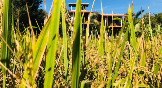 Номер Deluxe Darshani Lodge