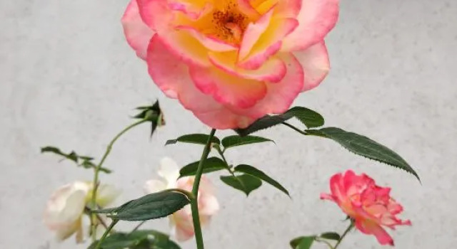 Little Garden, Prenota Hotel Hotel a Lishui con parcheggio, Parcheggio