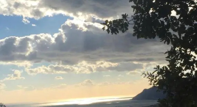 Il cipresso