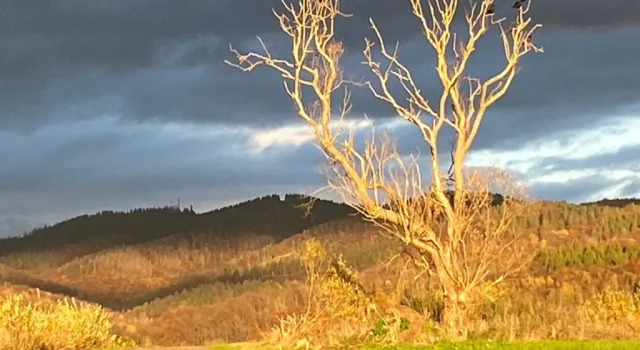 Steinberg-Blick