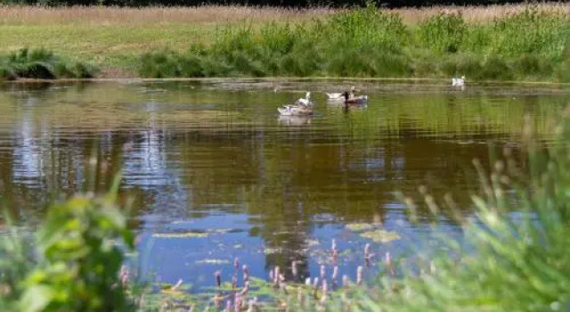 Little Creek - Lodges in het natuurgebied, Book Bed and Breakfast Renesse 