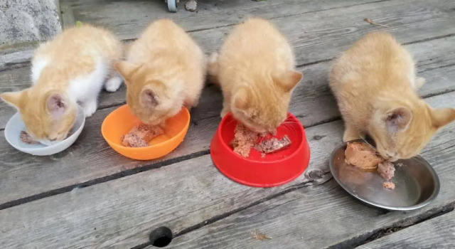 Коттедж Almhuette Auszeit